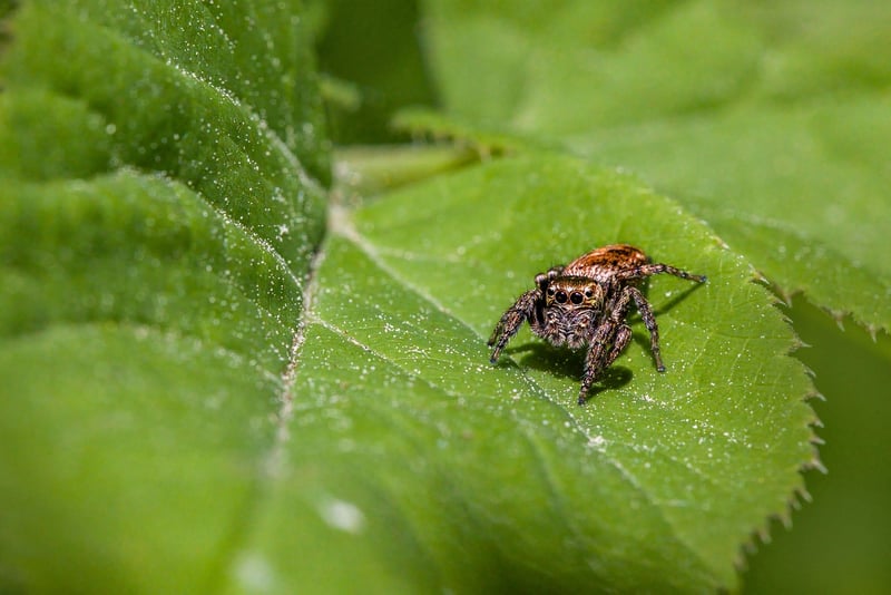 Natural pest control